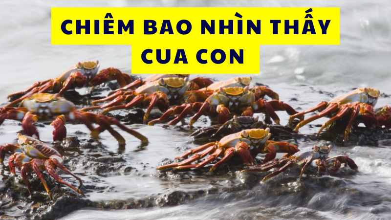 Chiêm bao nhìn thấy cua con điềm gì? Chiêm bao nhìn thấy cua con điềm gì?