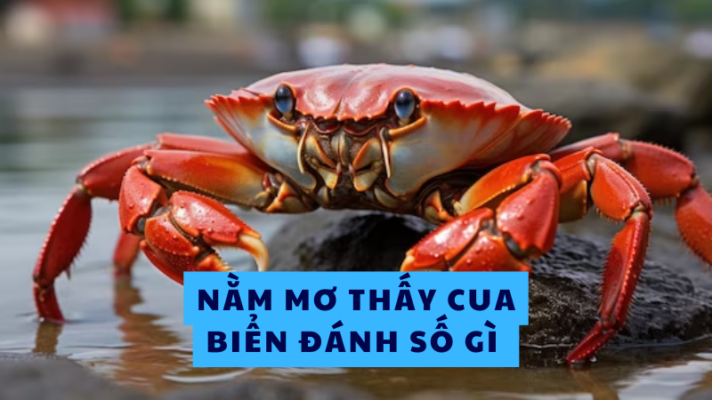 Mộng thấy cua biển đang tấn công đánh số mấy? Mộng thấy cua biển đang tấn công đánh số mấy?