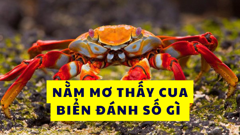 Nằm mơ thấy cua biển đánh số gì Nằm mơ thấy cua biển đánh số gì